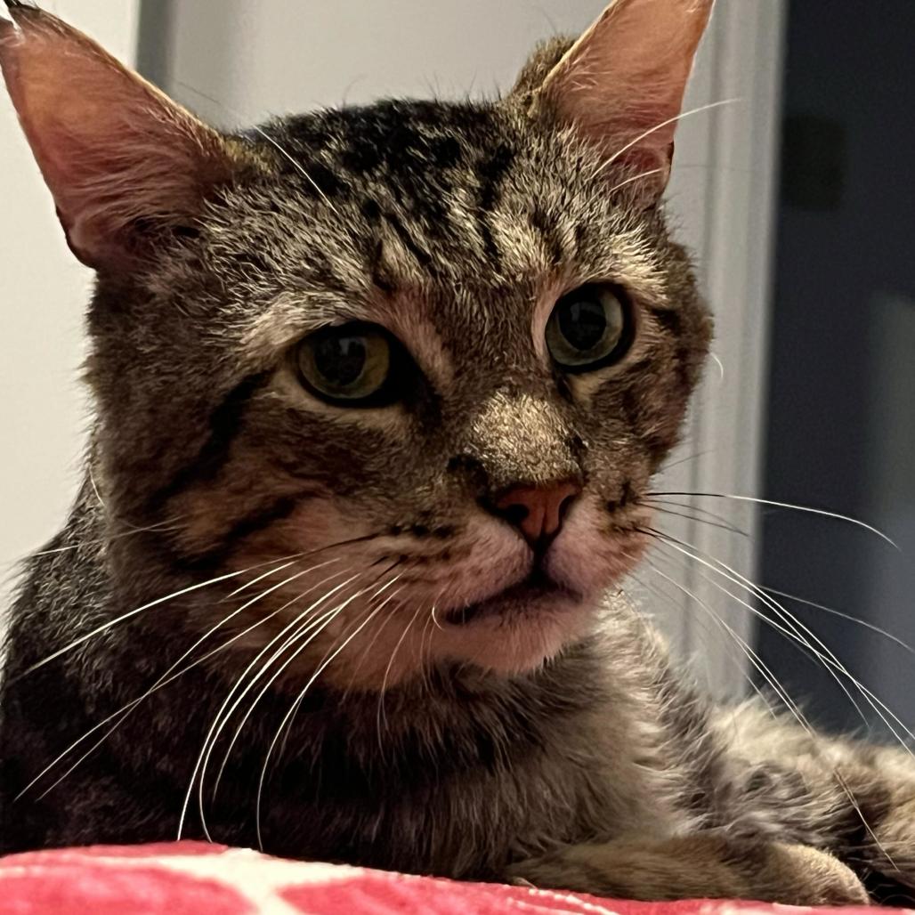 Enlarge Grandpa, a Adoptable Domestic Short Hair in Long Beach, CA image 6/6