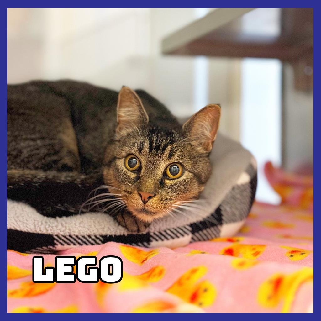 Enlarge Lego, a Adoptable mixed breed in Glenwood, MN image 1/2