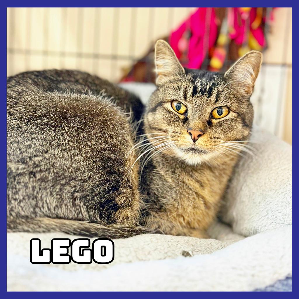 Enlarge Lego, a Adoptable mixed breed in Glenwood, MN image 2/2