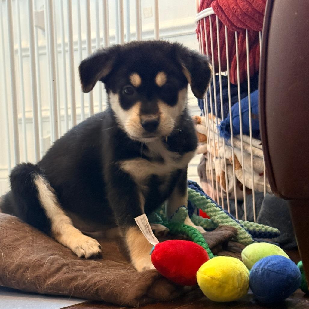 Enlarge Schroeder, an adopted Mixed Breed in Chicago, IL image 3/4