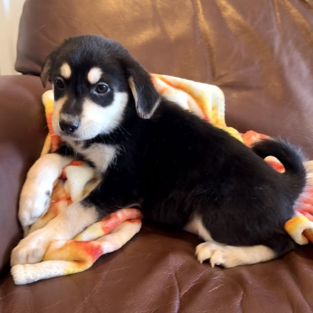 Schroeder, adopted, Puppy Male Mixed Breed.