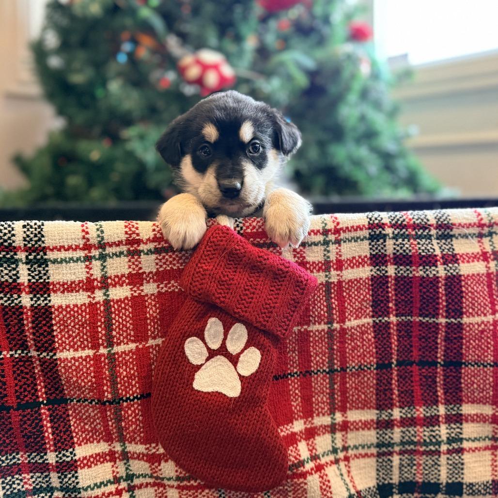 Enlarge Schroeder, an adopted Mixed Breed in Chicago, IL image 4/4