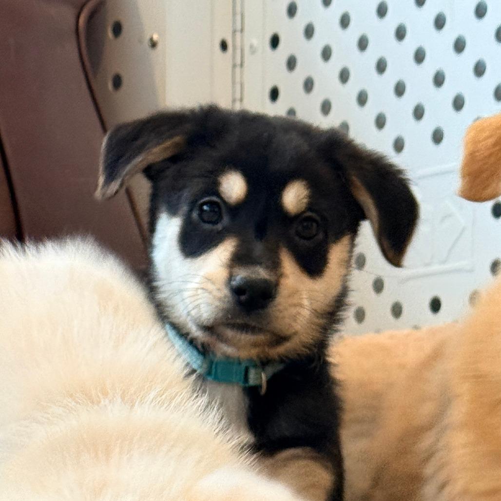 Enlarge Schroeder, an adopted Mixed Breed in Chicago, IL image 2/4