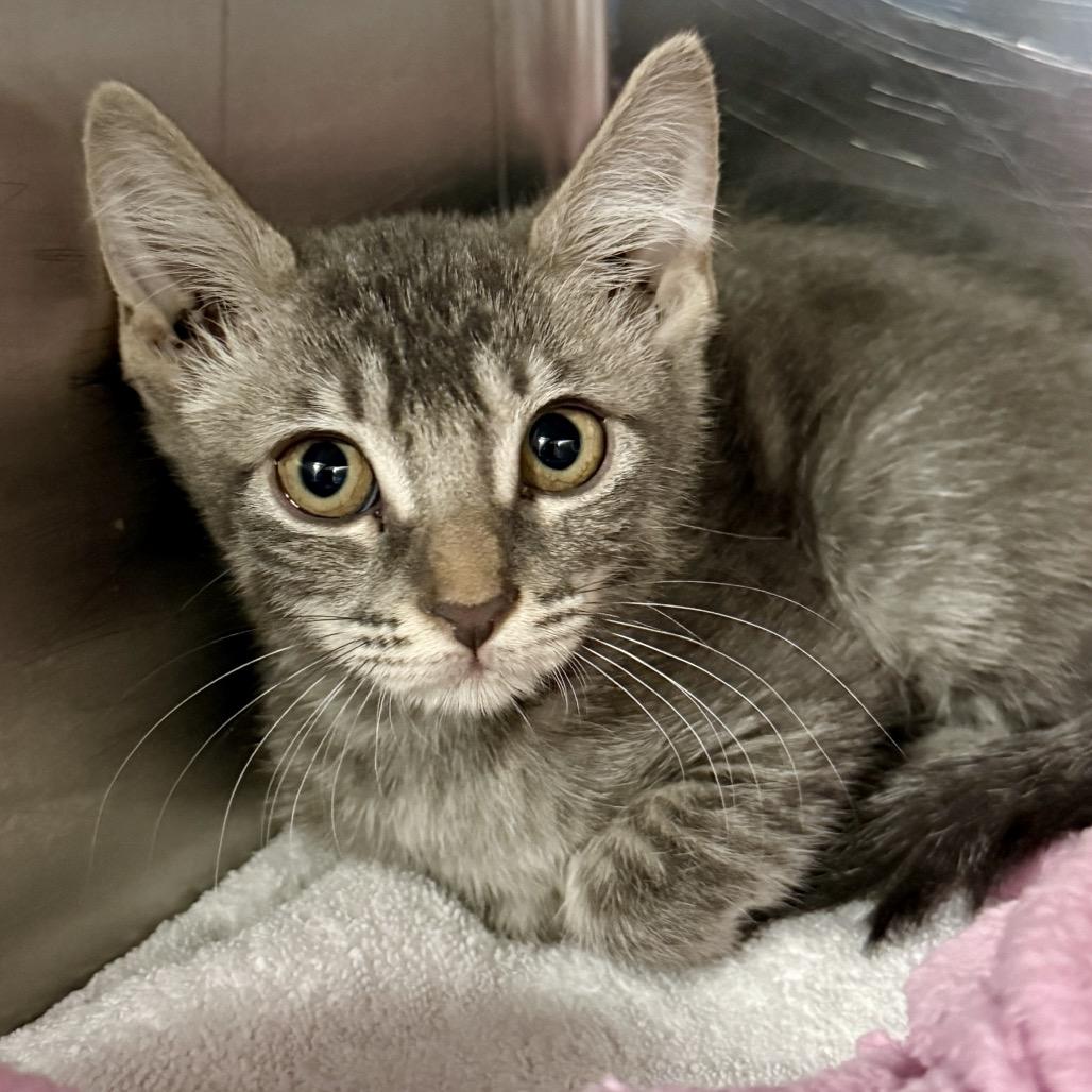 Darcy, Adoptable, Kitten Female Domestic Medium Hair.