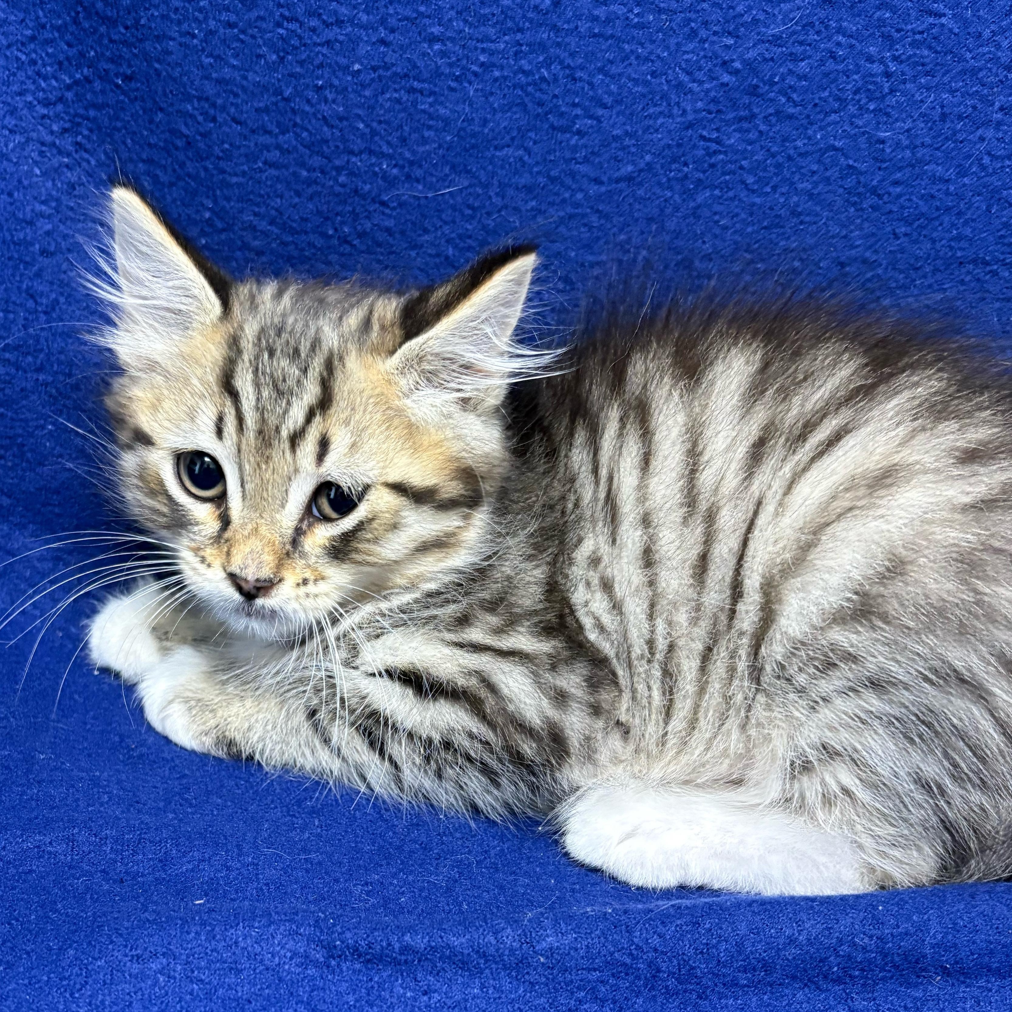 Enlarge Dain, an adopted Domestic Medium Hair in Valdosta, GA image 2/2
