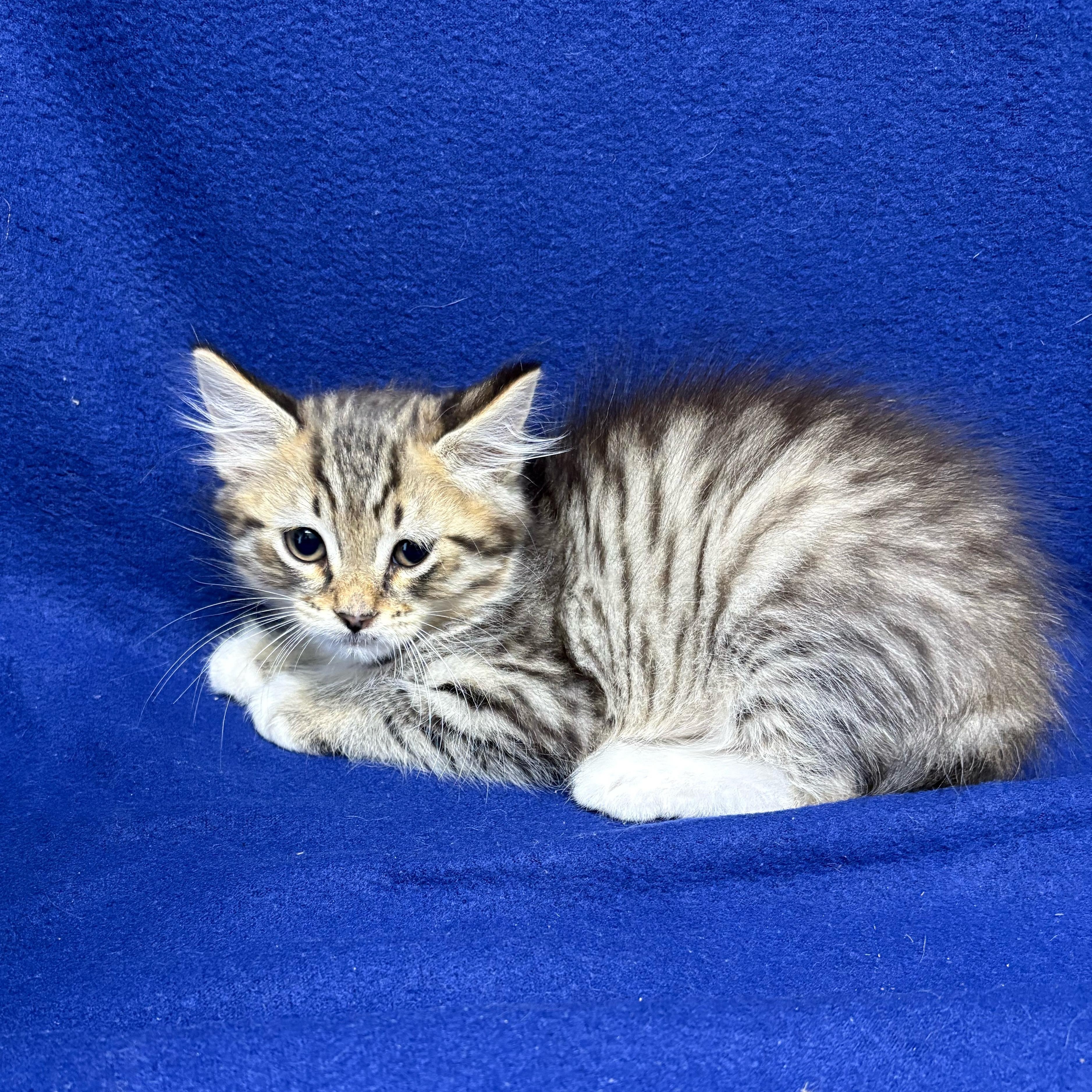 Enlarge Dain, an adopted Domestic Medium Hair in Valdosta, GA image 1/2