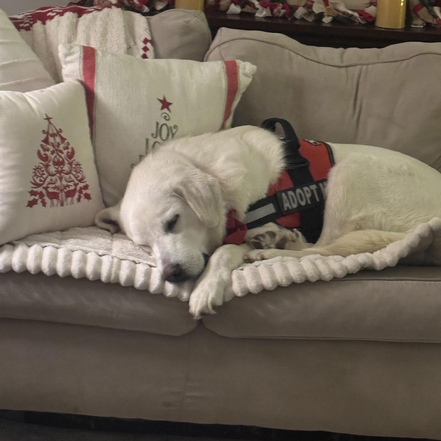 Enlarge Alice, a ADOPTABLE Great Pyrenees in Woolwich, ME image 2/4