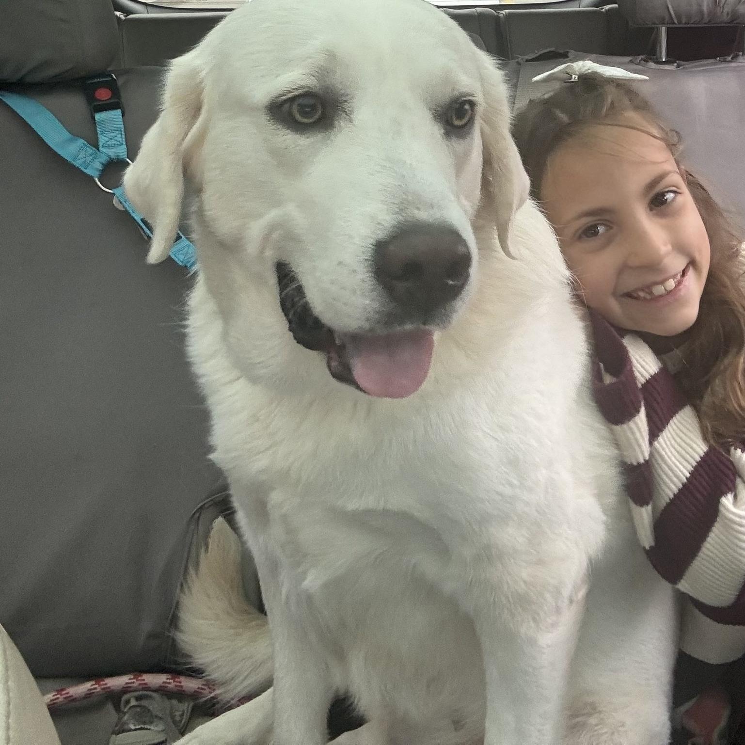 Enlarge Alice, a ADOPTABLE Great Pyrenees in Woolwich, ME image 1/4