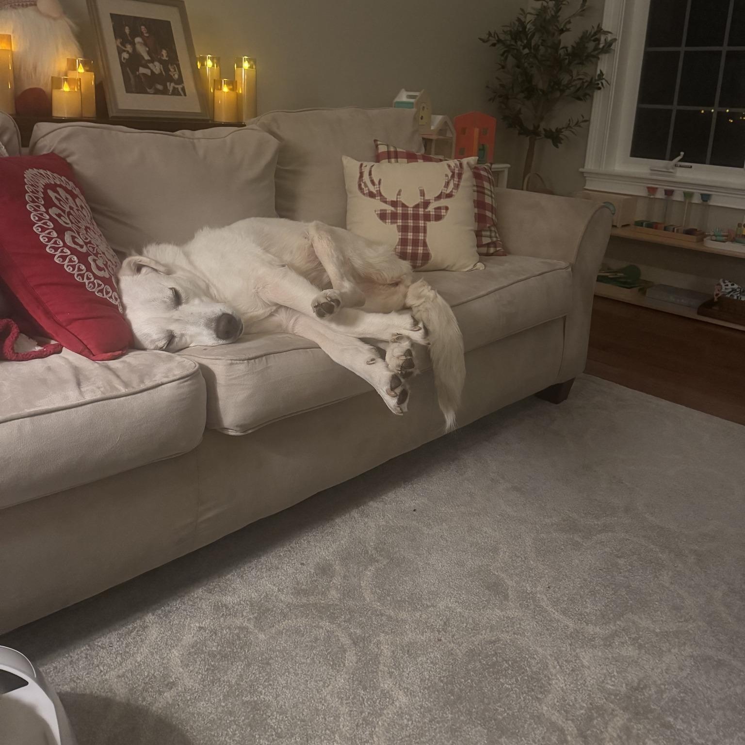 Enlarge Alice, a ADOPTABLE Great Pyrenees in Woolwich, ME image 4/4