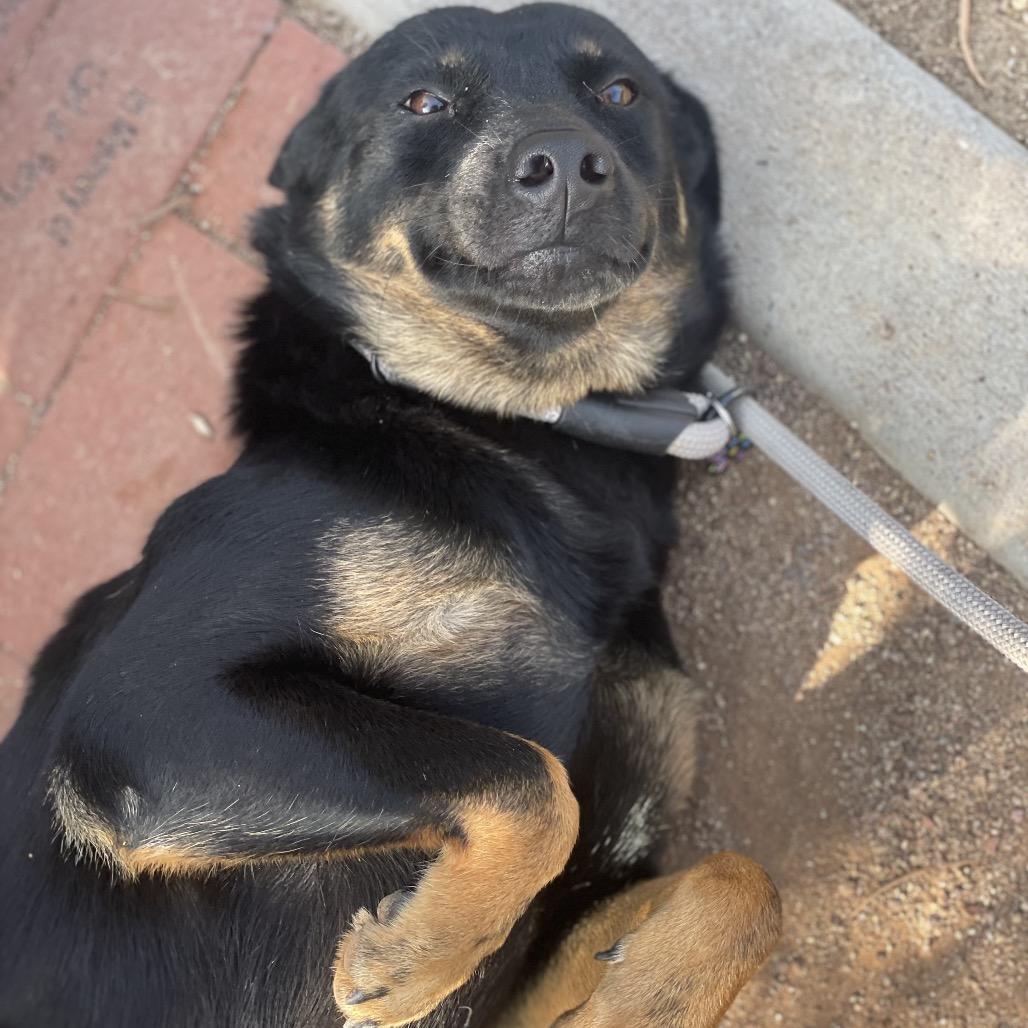 Summer, Adoptable, Adult Female Australian Kelpie & Mixed Breed.