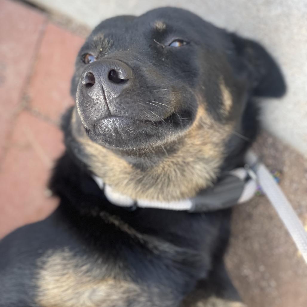 Enlarge Summer, a Adoptable mixed breed in Riverside, CA image 2/2