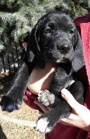 Macy, Adopted, Senior Female Coonhound.