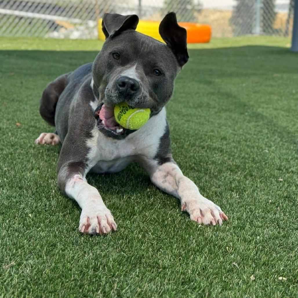 Cam Newton, Adoptable, Adult Male Terrier & Mixed Breed.
