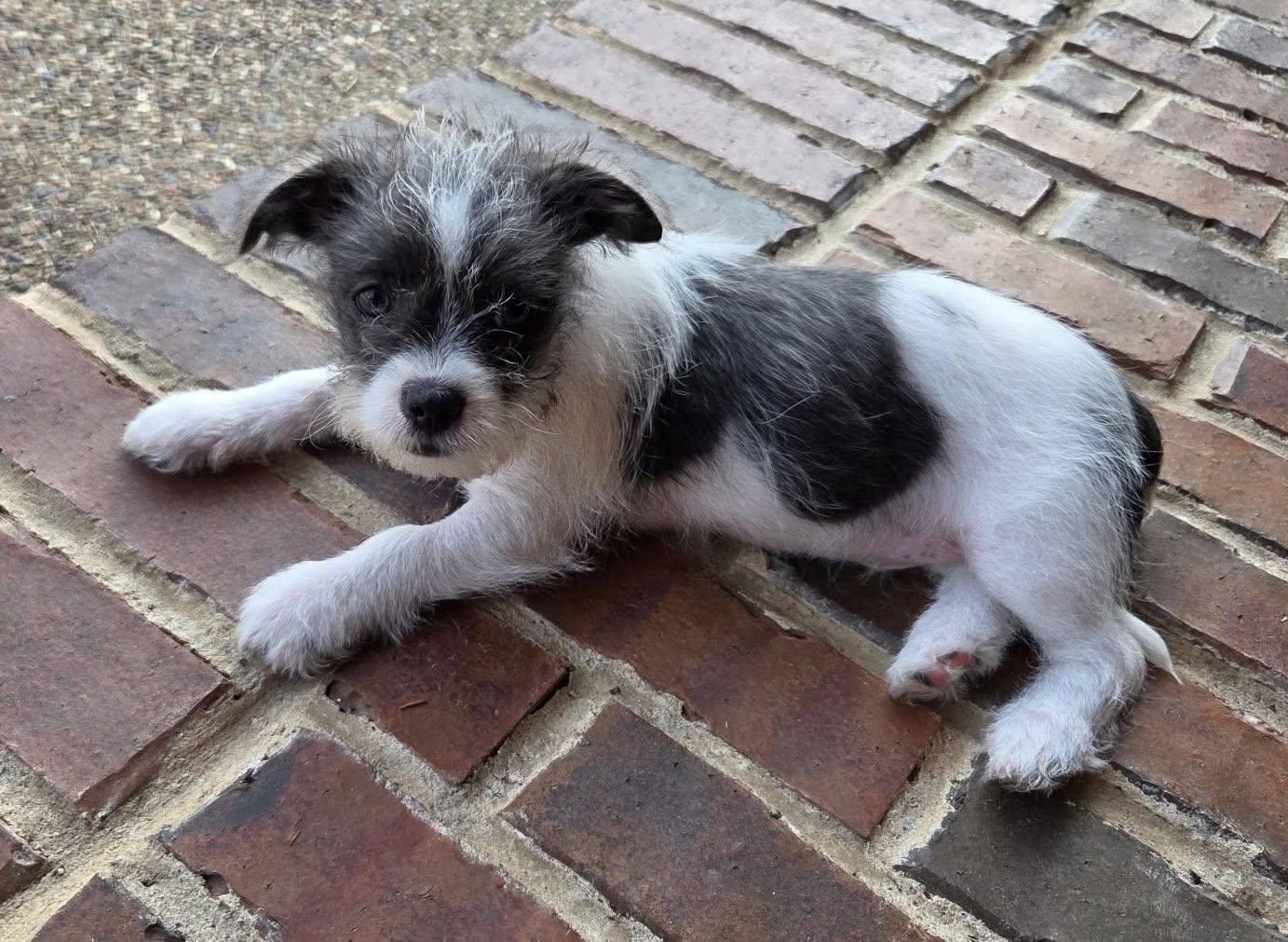 Enlarge Woody, a Adopted mixed breed in Dallas, TX image 1/1