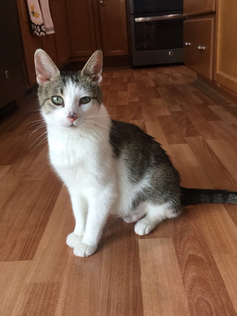 Laurentina, Adult Female Domestic Short Hair