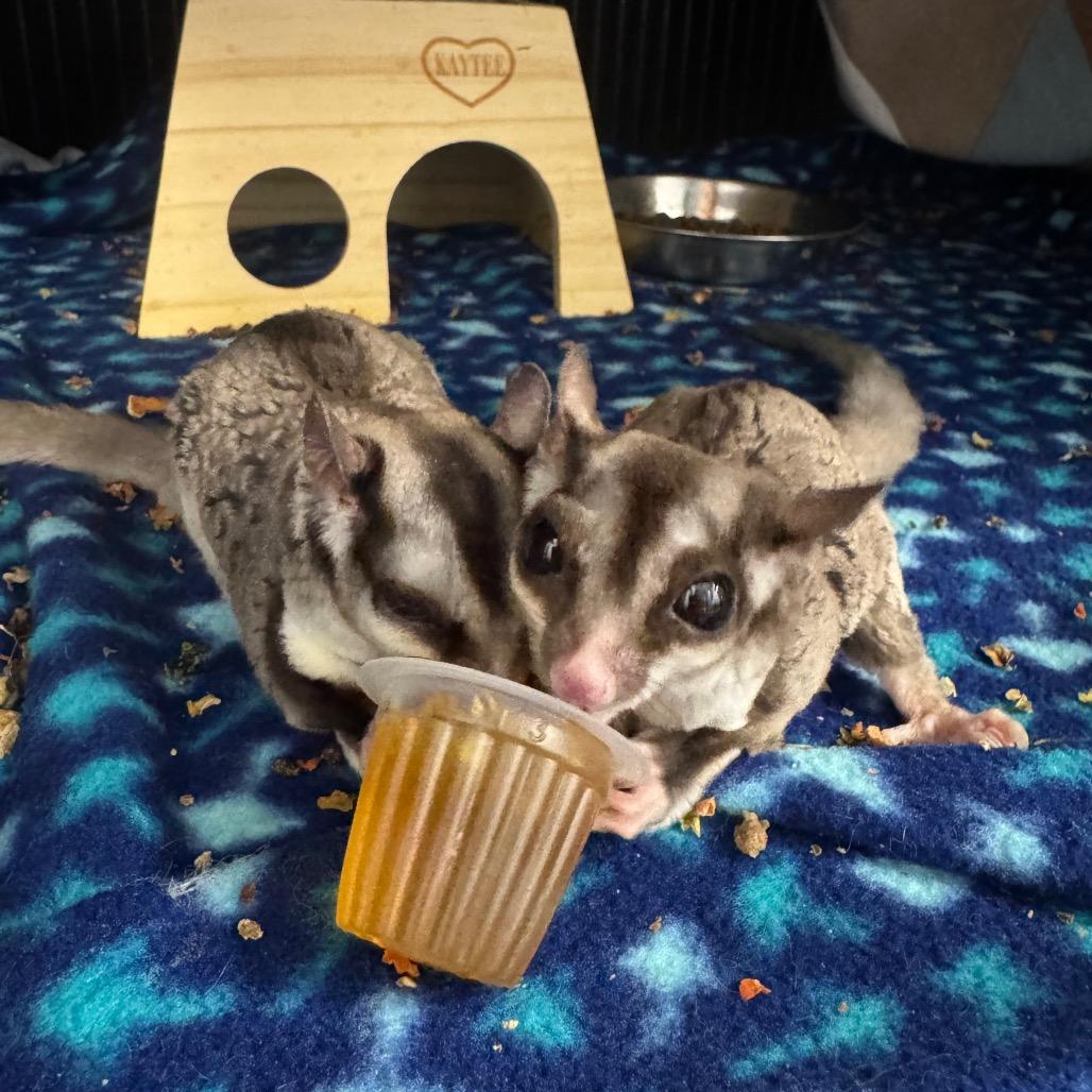 Peanut, Adoptable, Senior Male Sugar Glider.