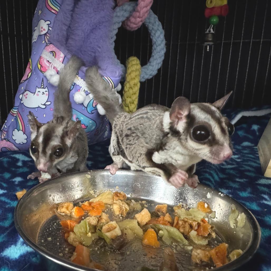 Enlarge Peanut, a Adoptable Sugar Glider in Zimmerman, MN image 2/2