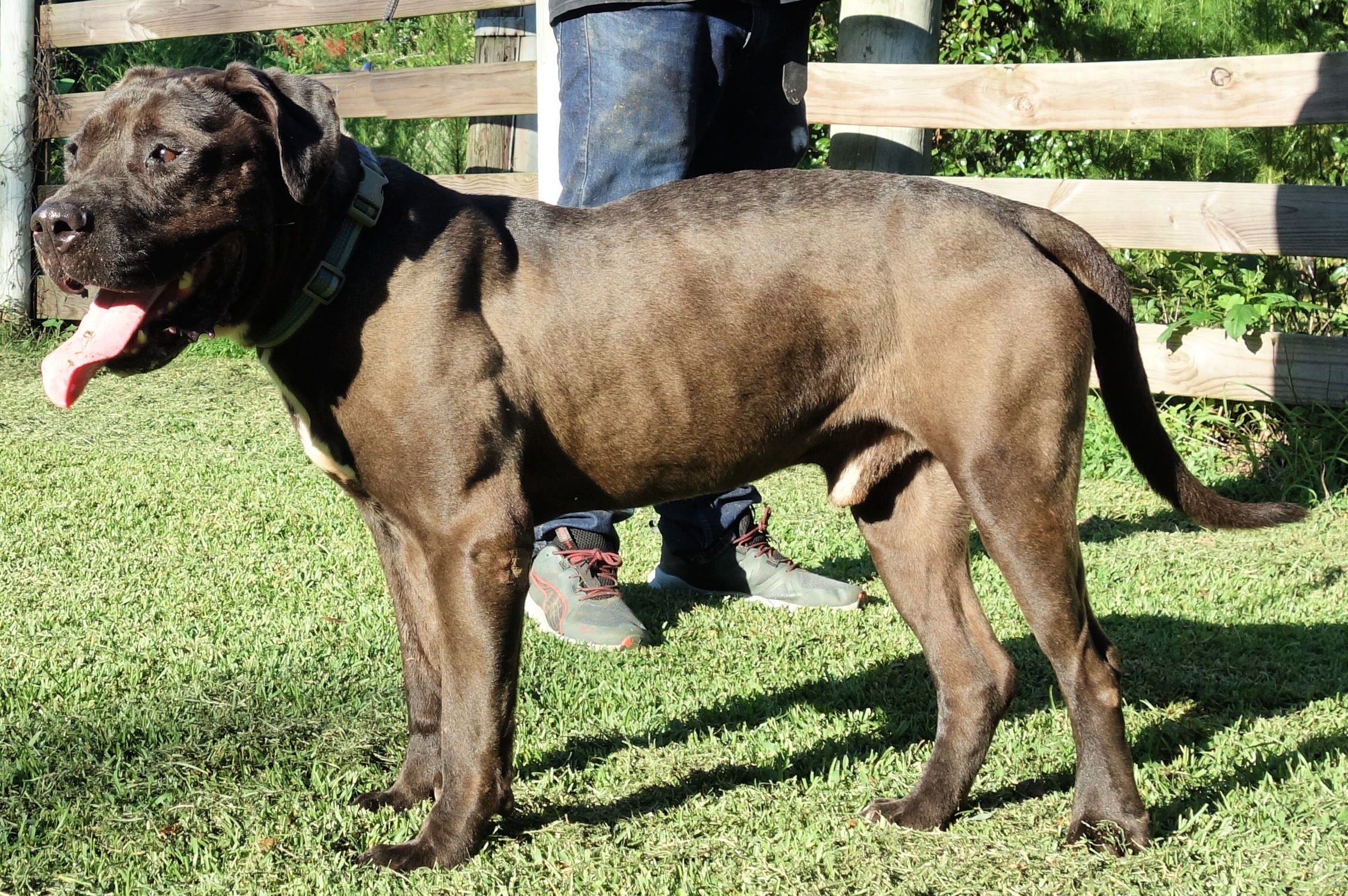 Desmond, a Adoptable mixed breed in Norwood, GA image 3/5