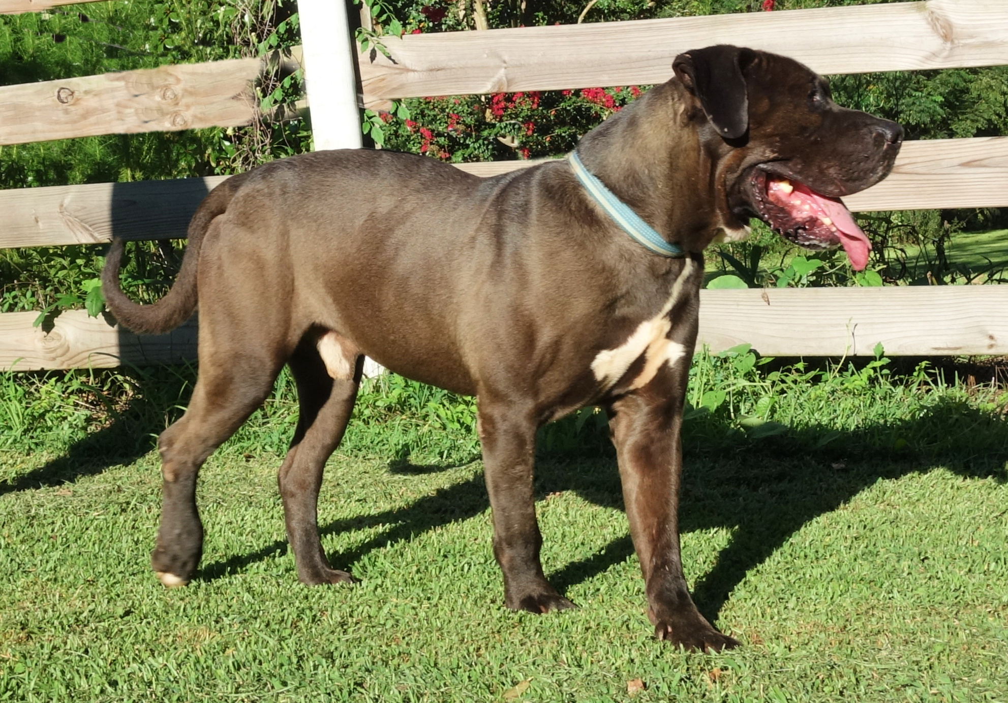 Desmond, a Adoptable mixed breed in Norwood, GA image 2/5