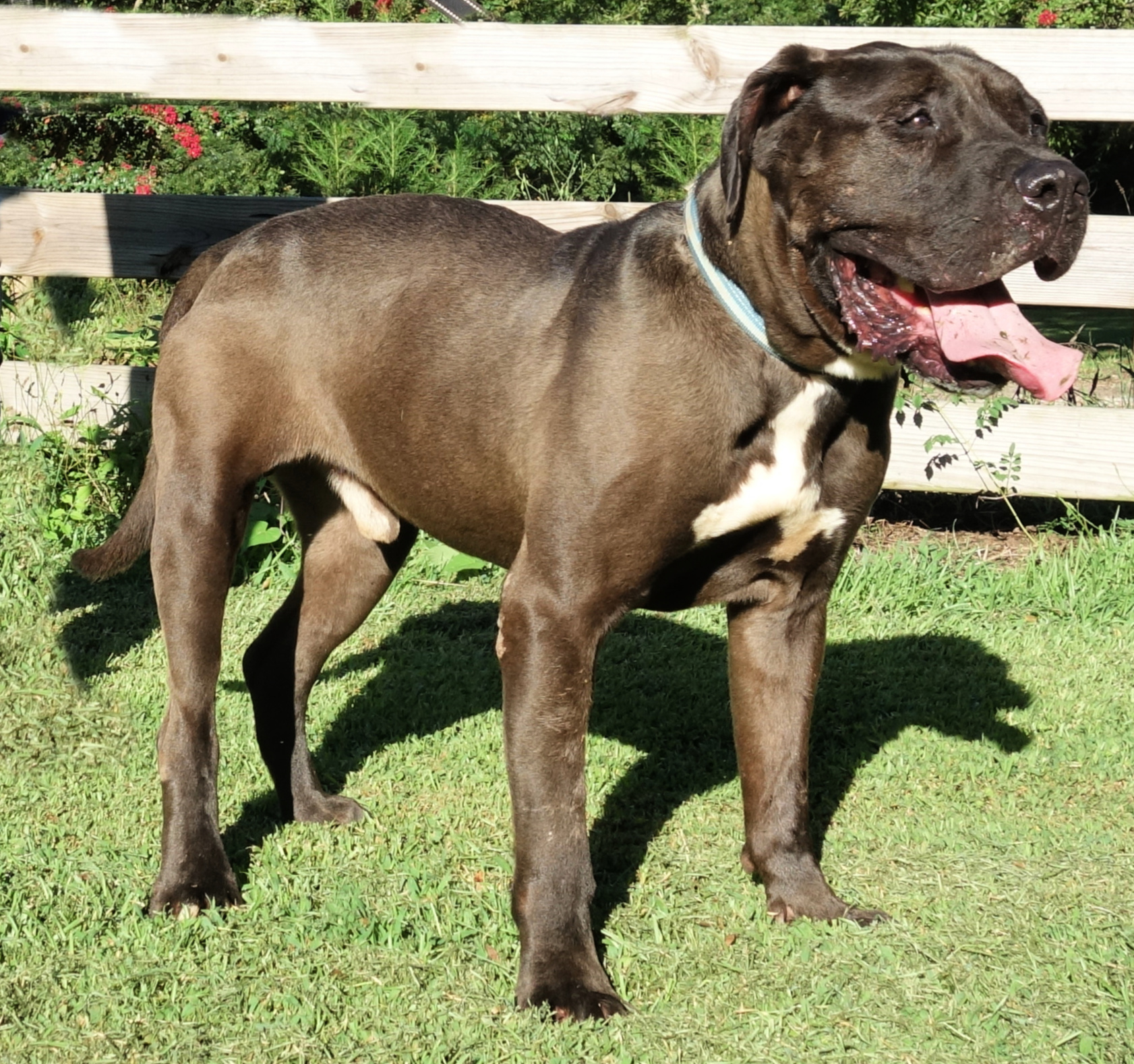 Desmond, a Adoptable mixed breed in Norwood, GA image 4/5