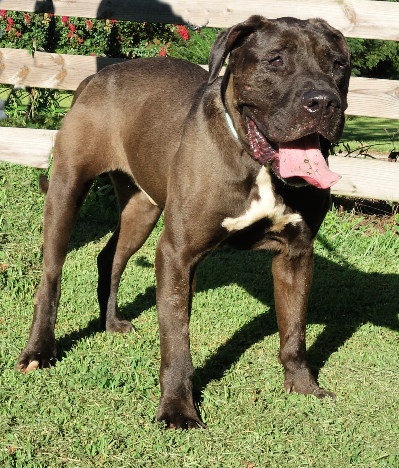 Desmond, a Adoptable mixed breed in Norwood, GA image 5/5