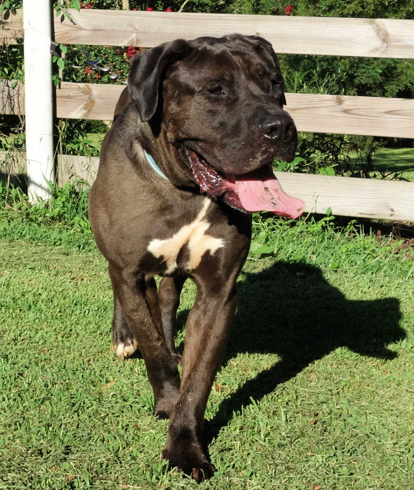 Desmond, a Adoptable mixed breed in Norwood, GA image 1/5