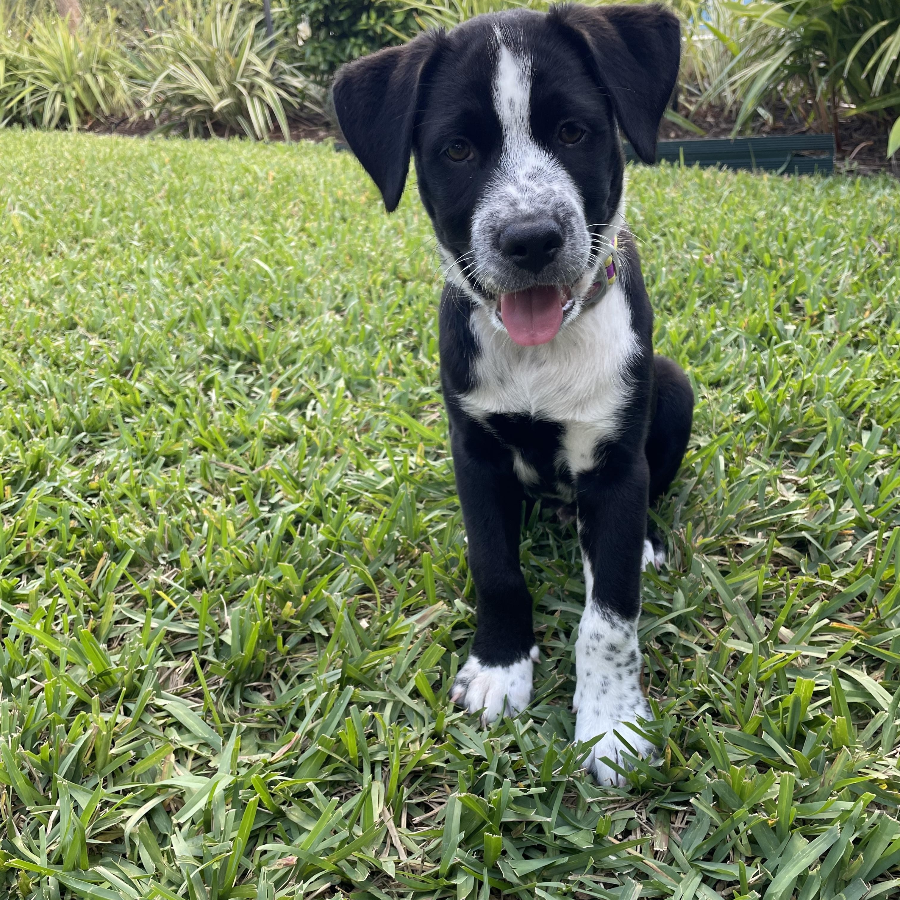Enlarge Felix, a ADOPTABLE Mixed Breed in Key Largo, FL image 4/4
