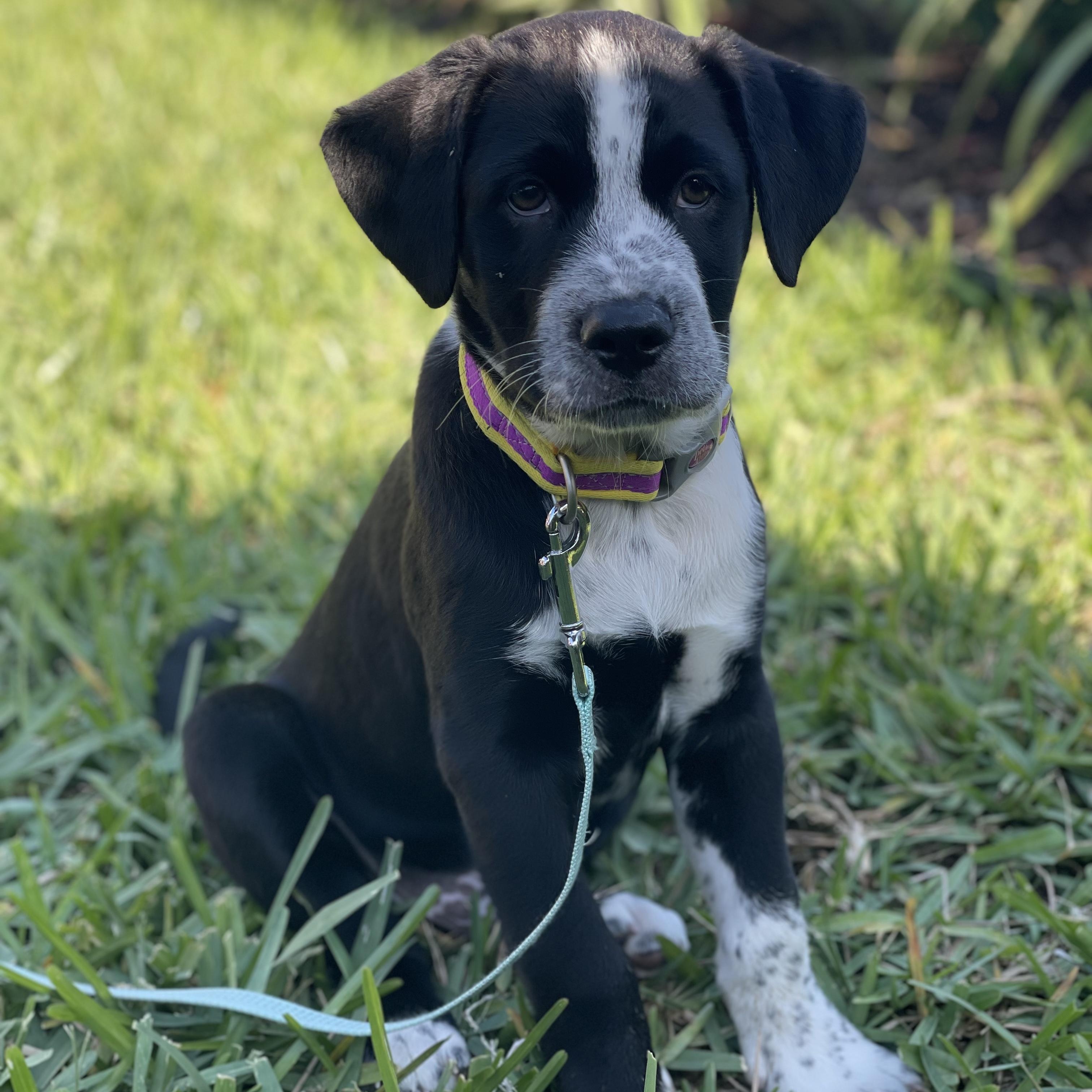 Felix, ADOPTABLE, Puppy Male Mixed Breed.