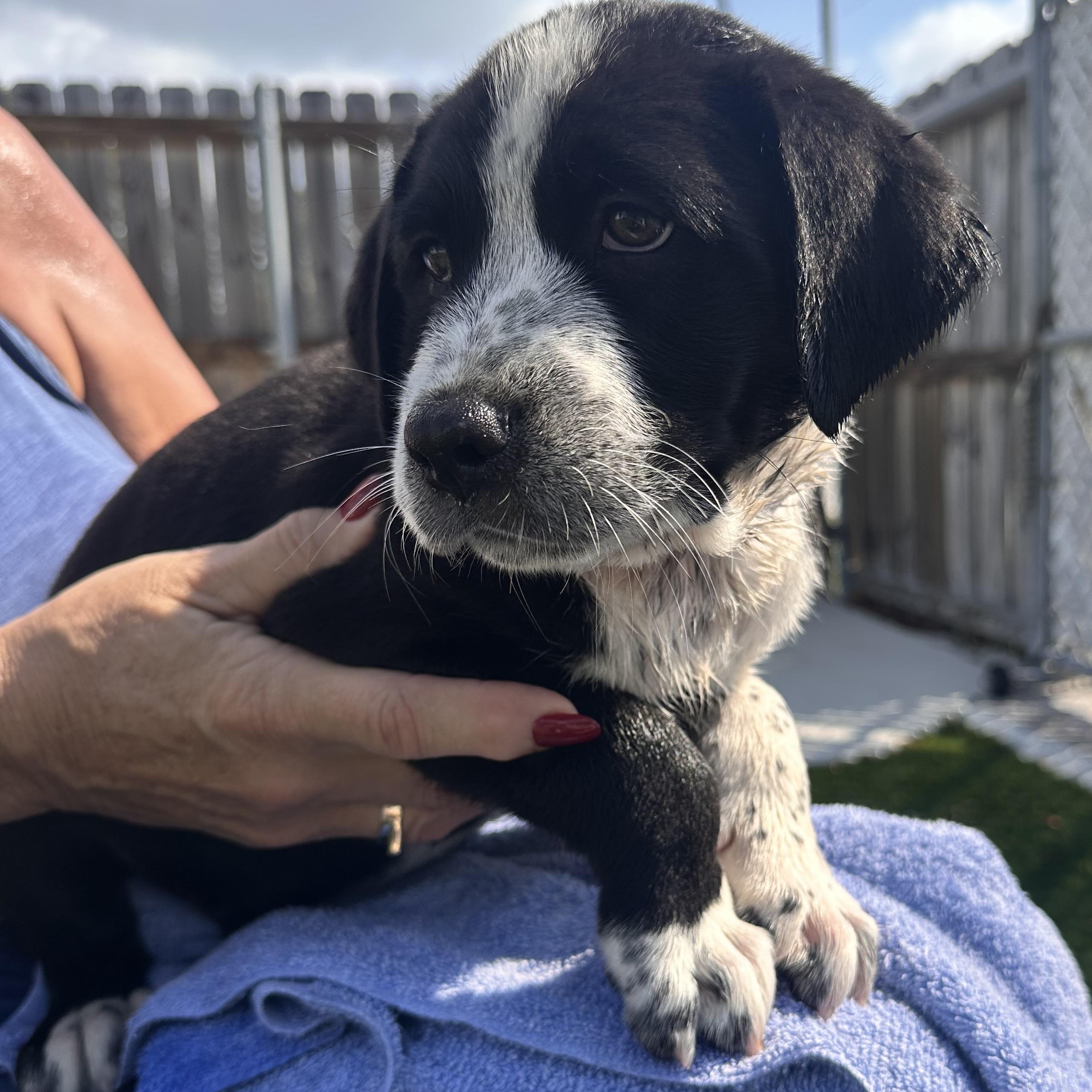 Enlarge Felix, a ADOPTABLE Mixed Breed in Key Largo, FL image 3/4