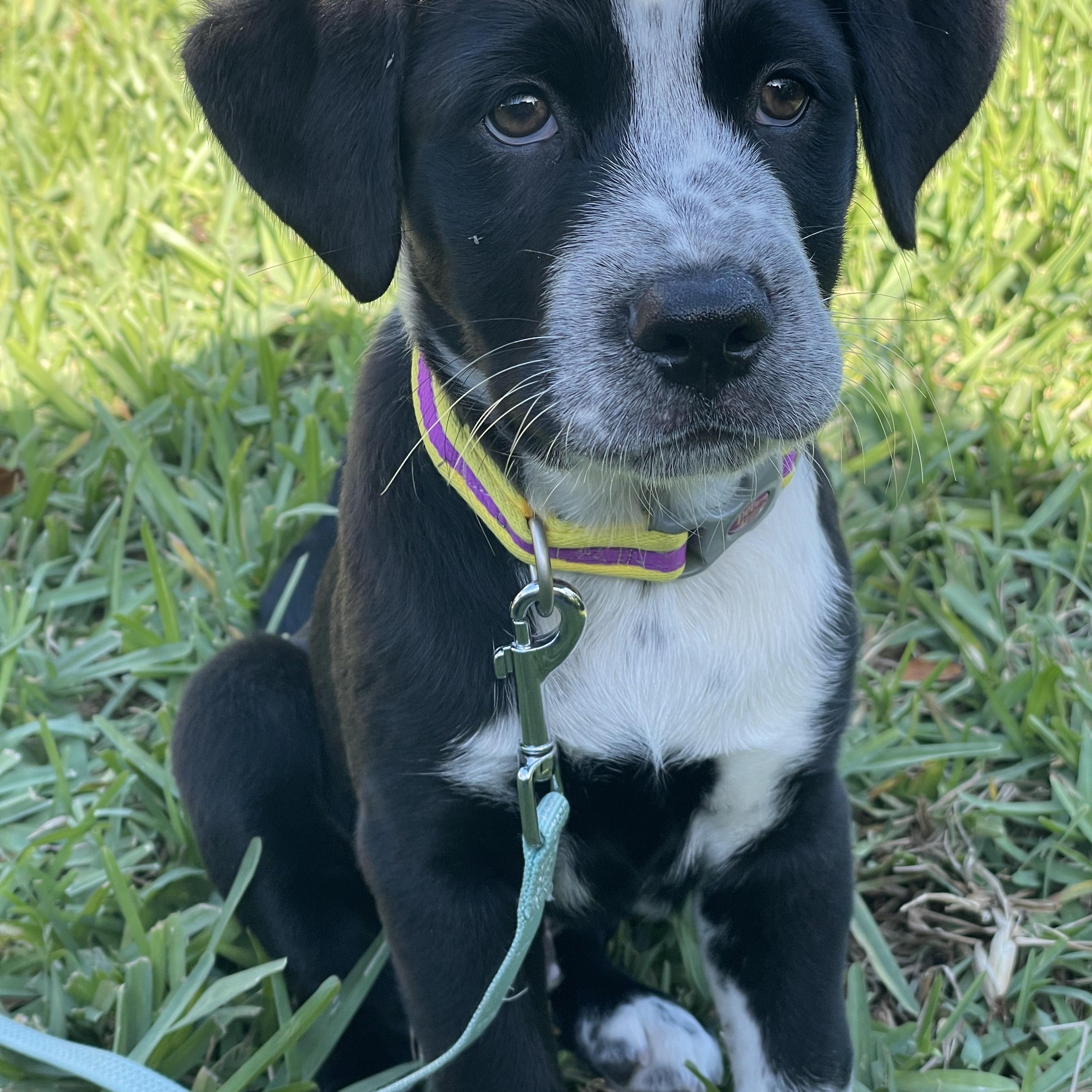 Enlarge Felix, a ADOPTABLE Mixed Breed in Key Largo, FL image 2/4