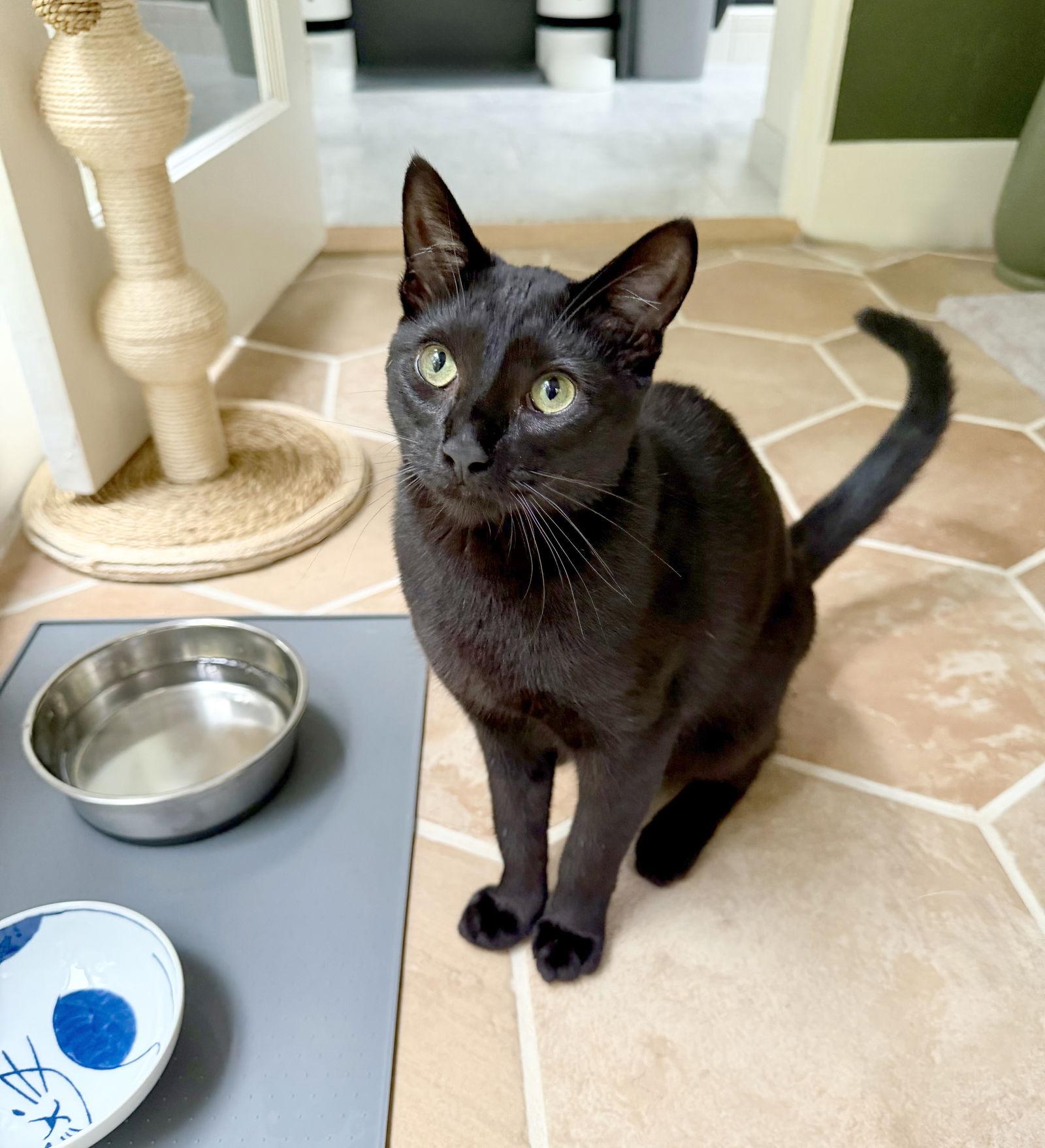 Enlarge Bijou, a Adoptable mixed breed in Alameda, CA image 1/3