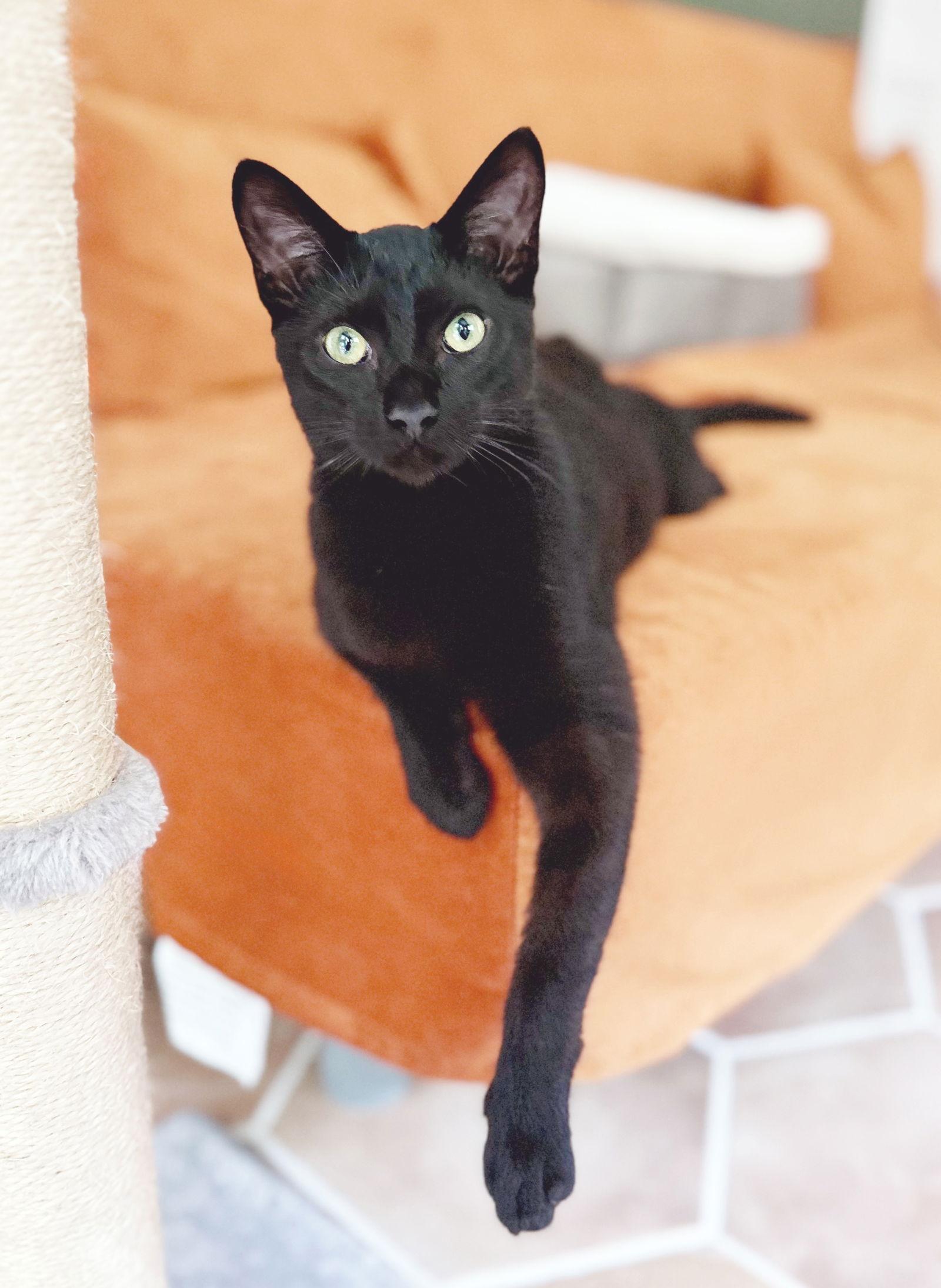 Enlarge Bijou, a Adoptable mixed breed in Alameda, CA image 2/3