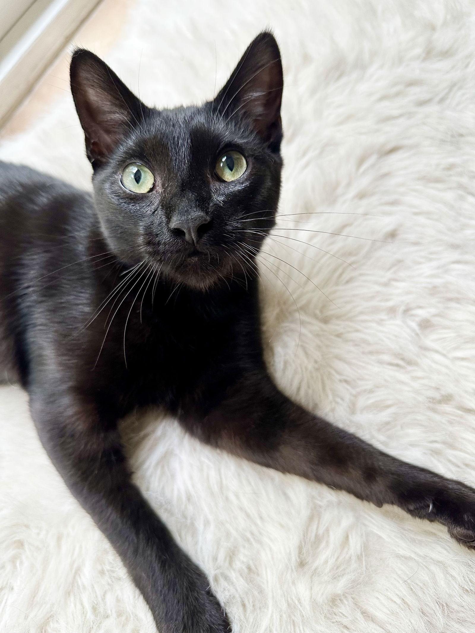 Enlarge Bijou, a Adoptable mixed breed in Alameda, CA image 3/3