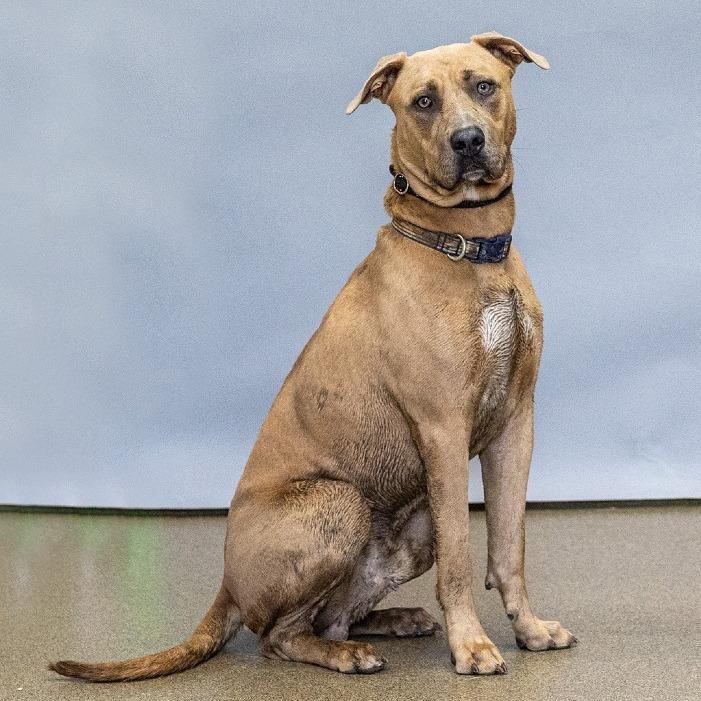 Enlarge Ted, a Adoptable mixed breed in Council Bluffs, IA image 1/4