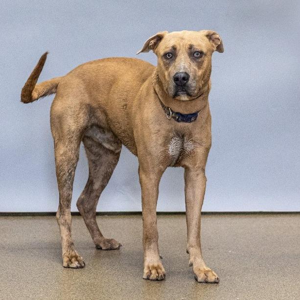 Enlarge Ted, a Adoptable mixed breed in Council Bluffs, IA image 2/4