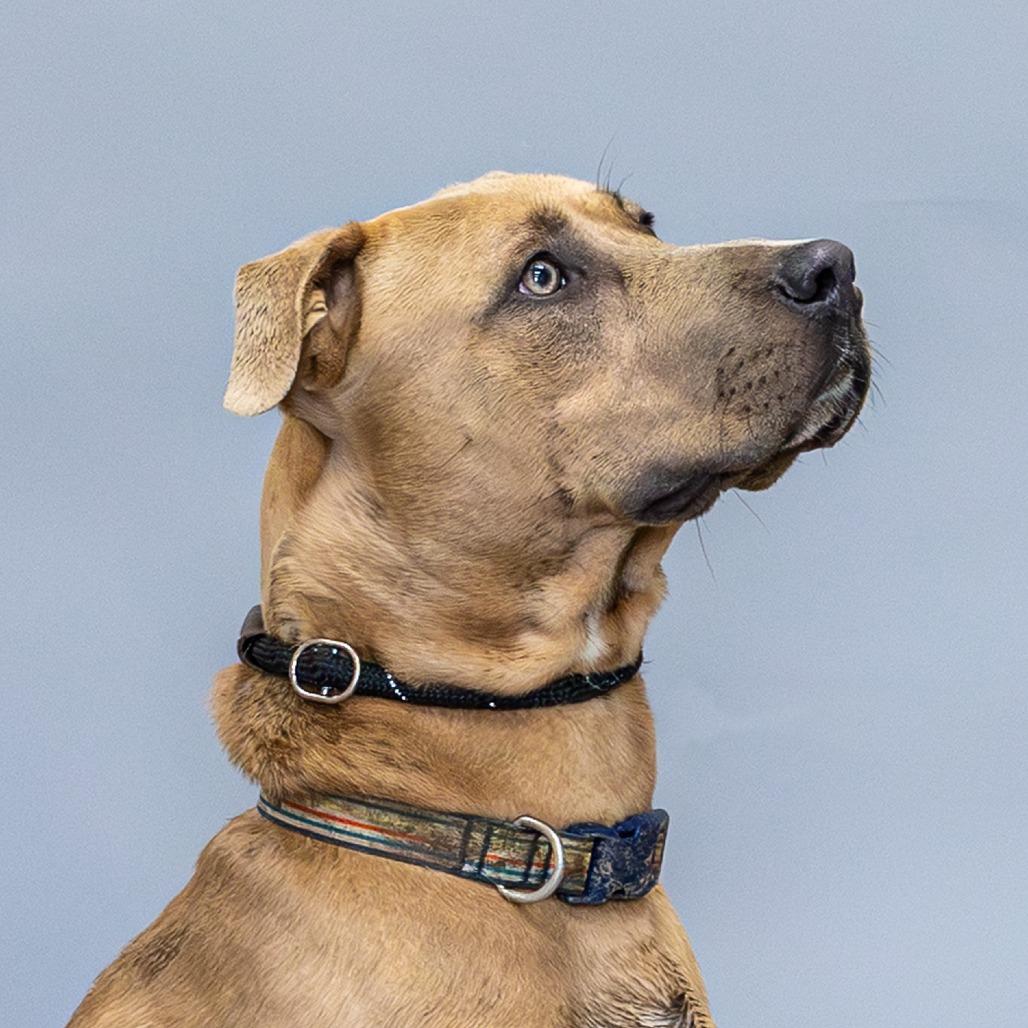 Enlarge Ted, a Adoptable mixed breed in Council Bluffs, IA image 3/4