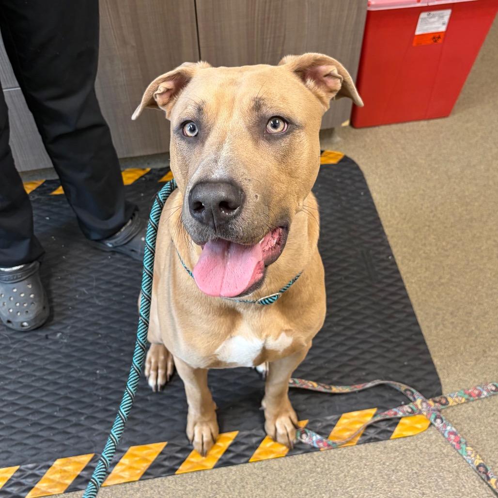 Enlarge Ted, a Adoptable mixed breed in Council Bluffs, IA image 4/4