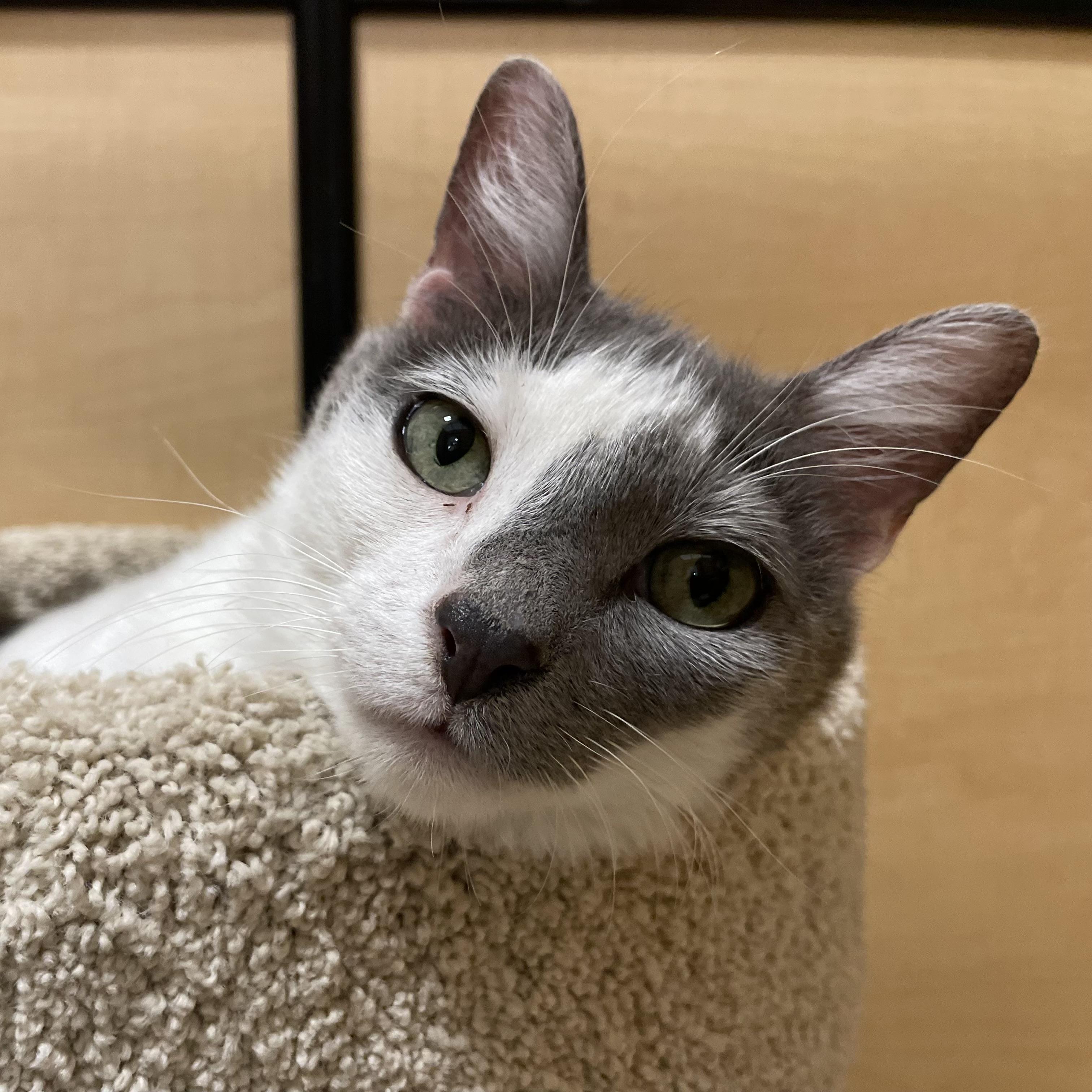 Enlarge Churro, a ADOPTABLE Domestic Short Hair in Bentonville, AR image 1/2