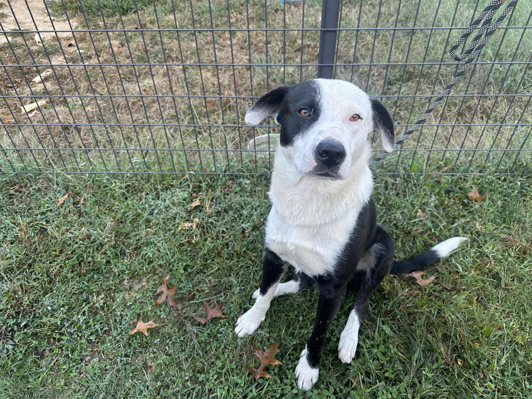 Panda, Adoptable, Adult Male Border Collie & Cattle Dog.