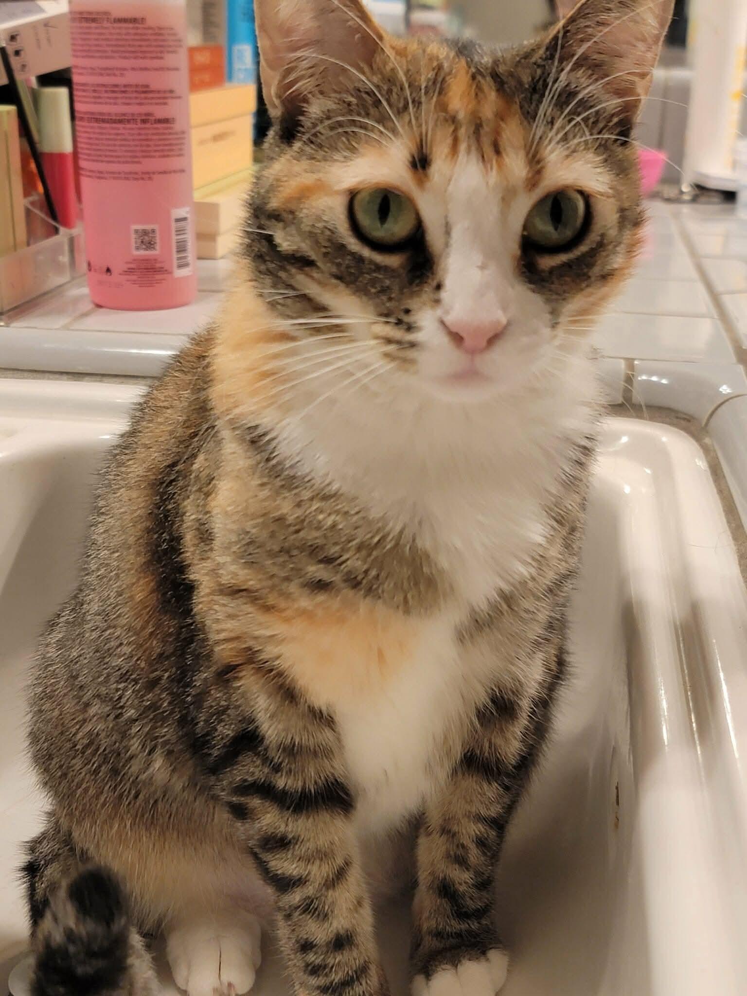 Enlarge Lunita, a Adoptable Domestic Short Hair in Fresno, CA image 2/4