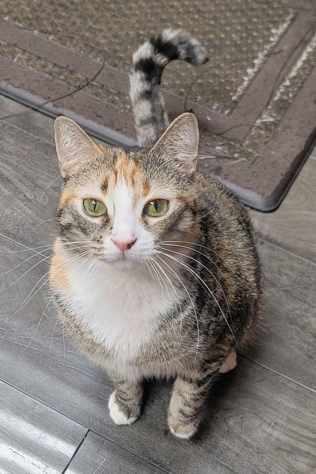 Enlarge Lunita, a Adoptable Domestic Short Hair in Fresno, CA image 1/4