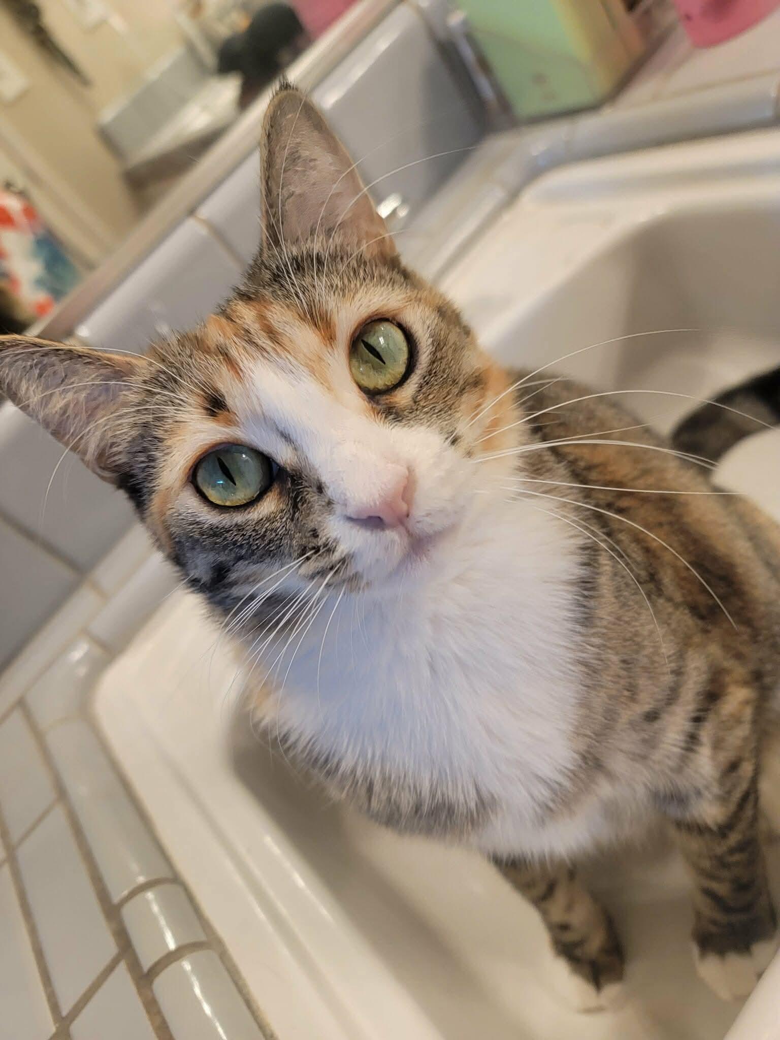 Enlarge Lunita, a Adoptable Domestic Short Hair in Fresno, CA image 4/4