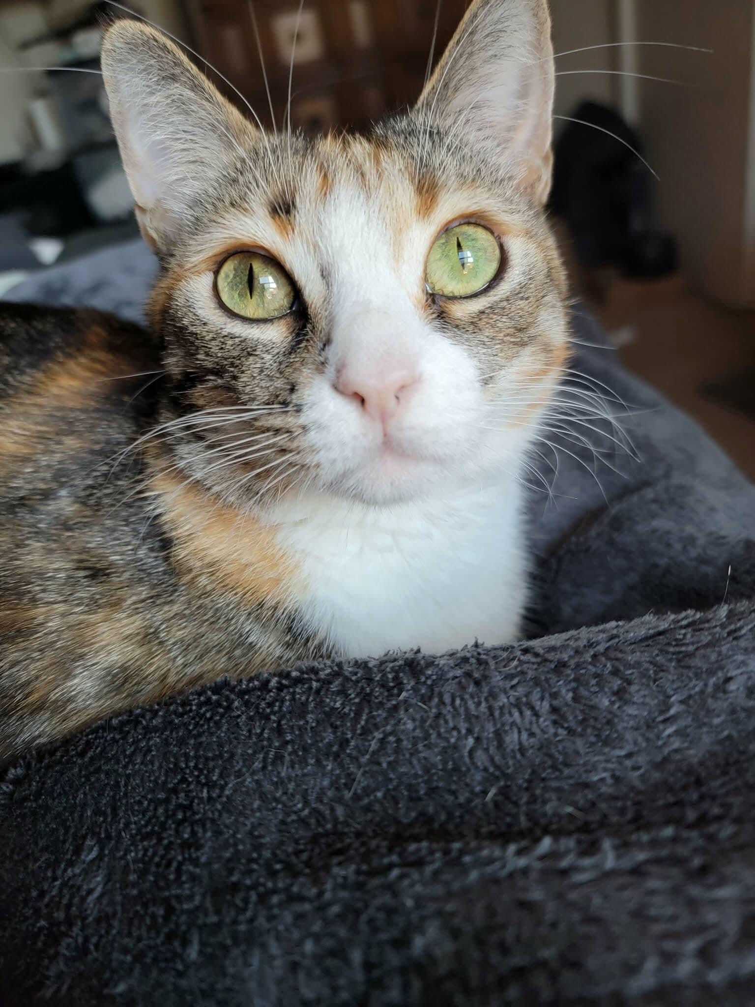 Enlarge Lunita, a Adoptable Domestic Short Hair in Fresno, CA image 3/4