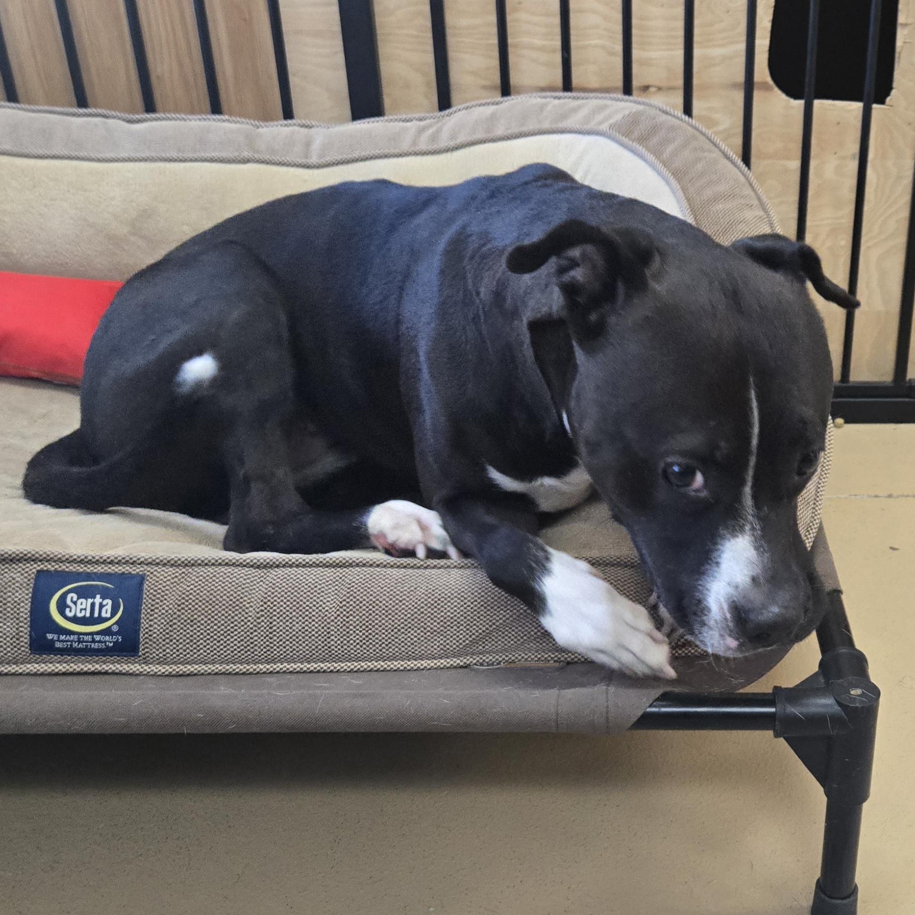 Enlarge Princess, a ADOPTABLE Pit Bull Terrier in Xenia , OH image 5/6