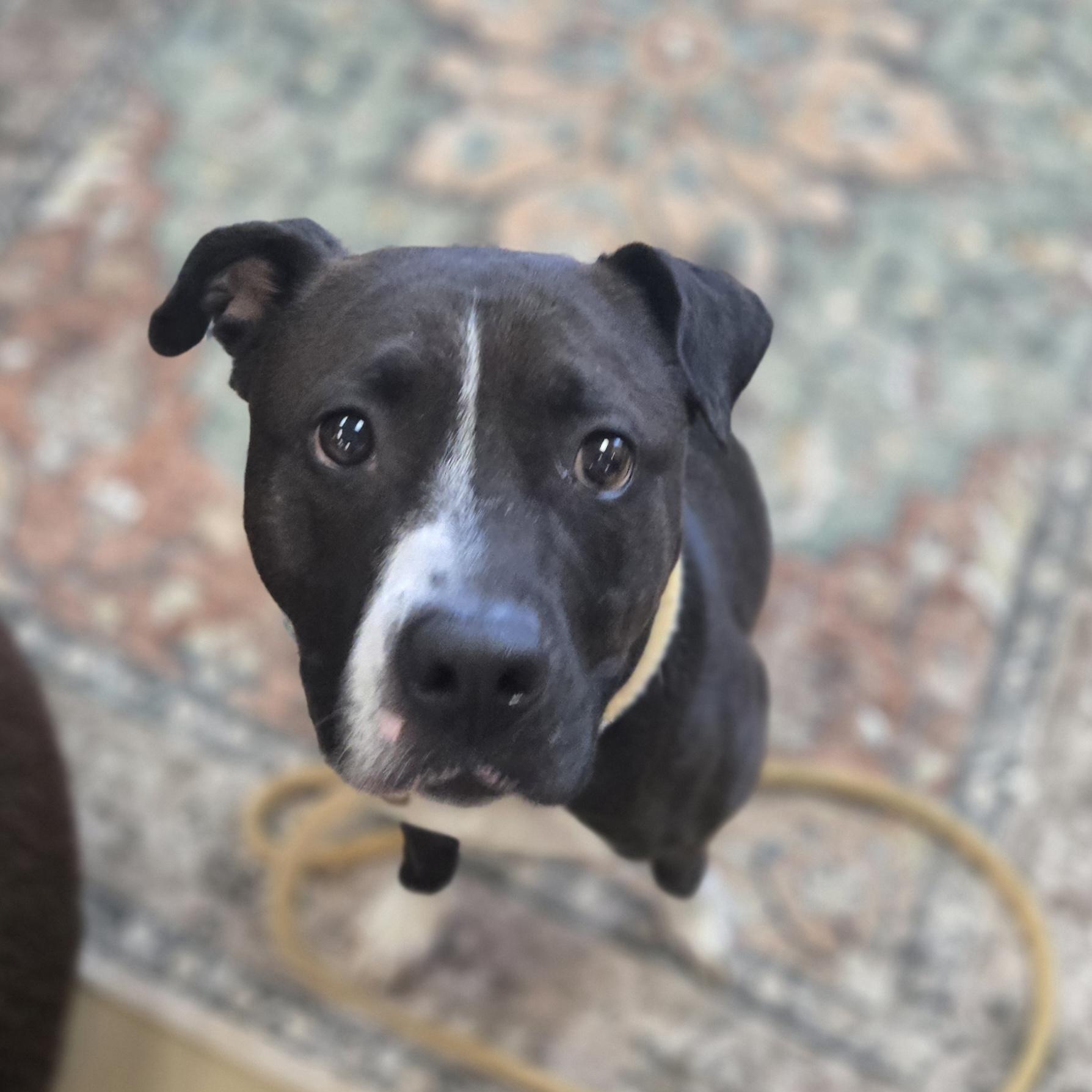 Enlarge Princess, a ADOPTABLE Pit Bull Terrier in Xenia , OH image 1/6