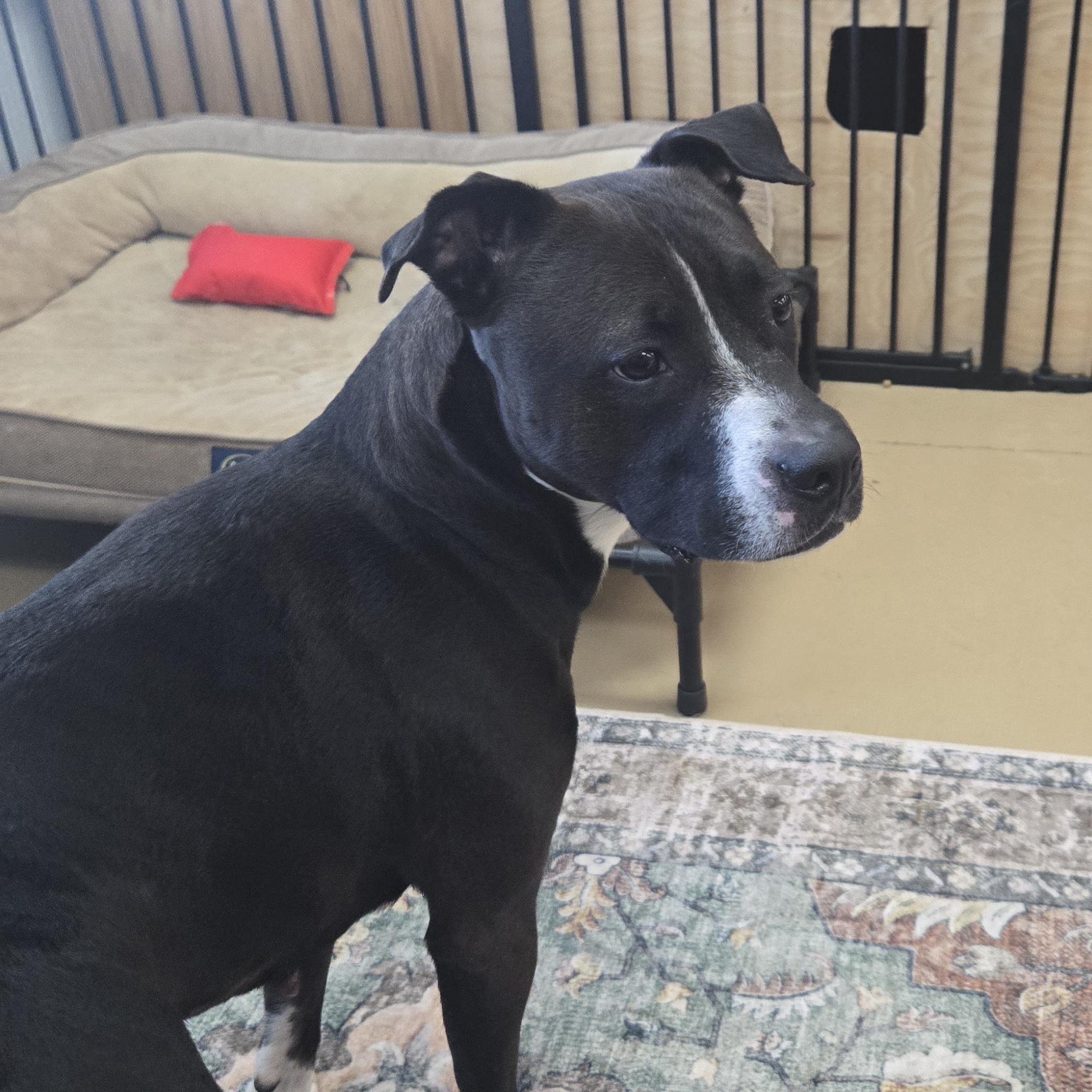 Enlarge Princess, a ADOPTABLE Pit Bull Terrier in Xenia , OH image 3/6