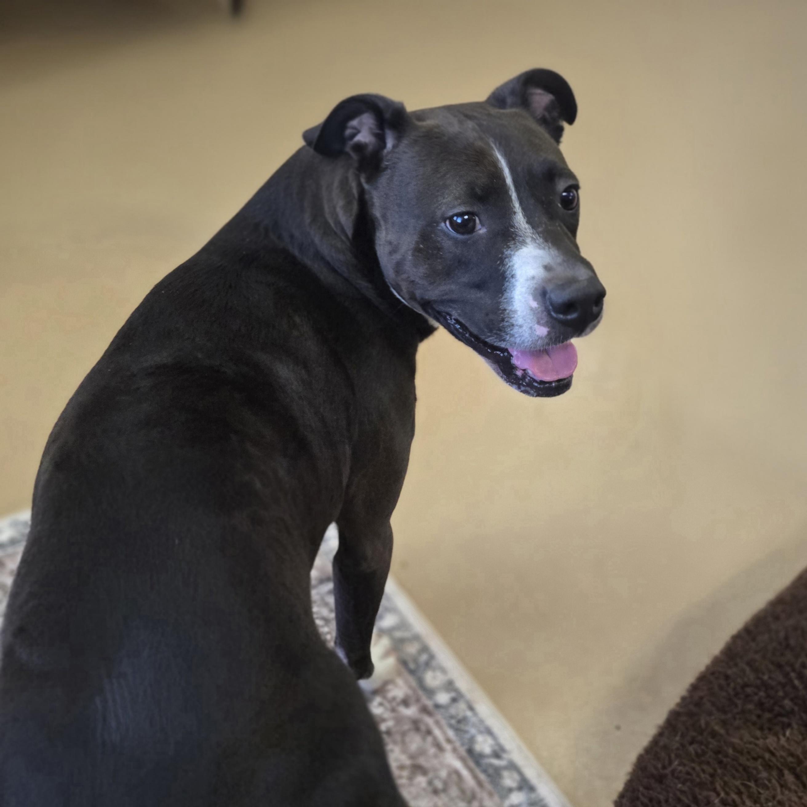 Enlarge Princess, a ADOPTABLE Pit Bull Terrier in Xenia , OH image 6/6