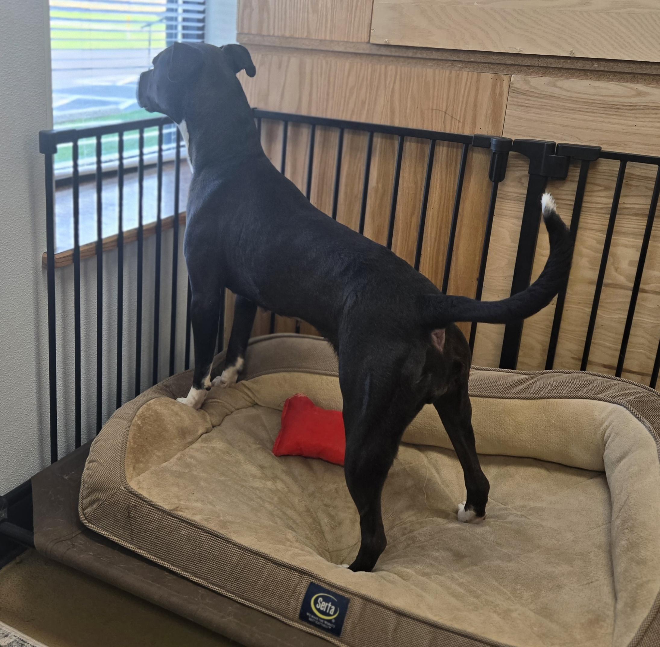 Enlarge Princess, a ADOPTABLE Pit Bull Terrier in Xenia , OH image 4/6