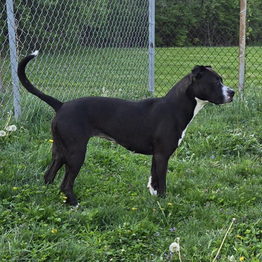 Enlarge Princess, a ADOPTABLE Pit Bull Terrier in Xenia , OH image 2/6