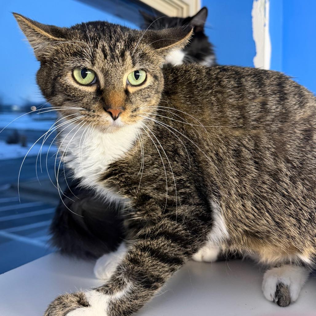 Khloe, Adoptable, Young Female Domestic Short Hair.